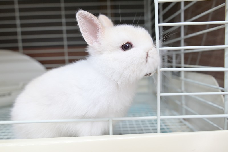 うさぎ130₍ᐢ.ˬ.ᐡ₎【プロフ確認】 うさぎ130₍ᐢ.ˬ.ᐡ₎【