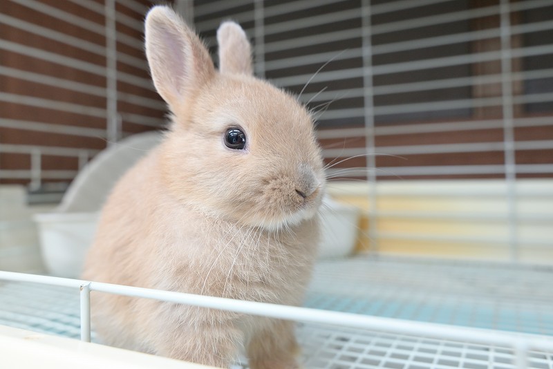 楽天市場】Kosen ケーセン ドイツ製 ぬいぐるみ 野うさぎのこ