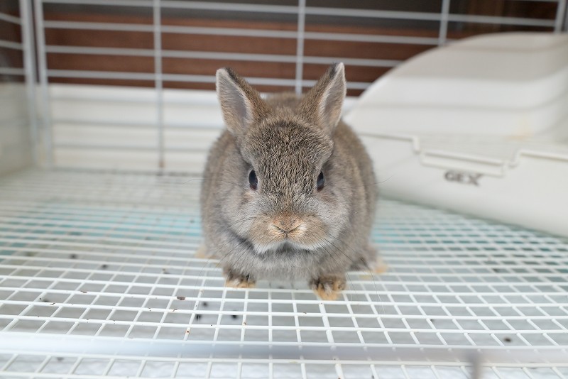 ネザーランドドワーフ No.1351