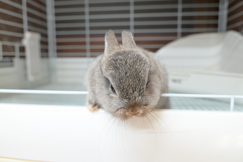 ネザーランドドワーフ No.1351