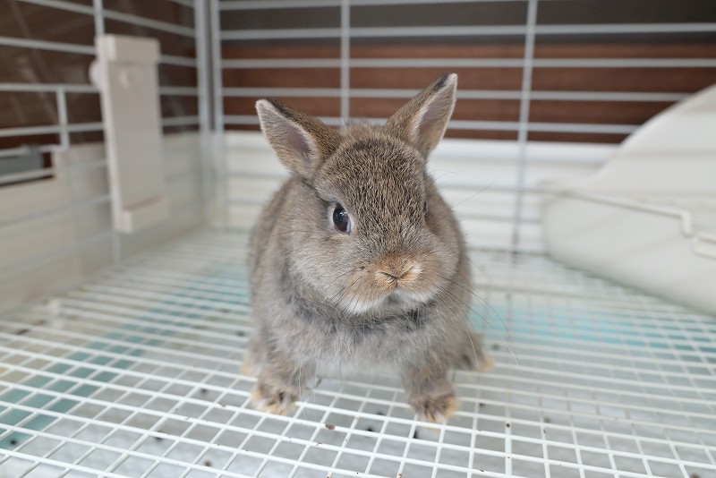 ネザーランドドワーフ No.1351 | うさぎ専門店ラッキーハート- うさぎ