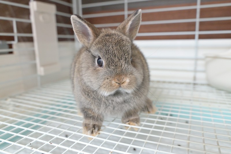 うさぎ130₍ᐢ.ˬ.ᐡ₎【プロフ確認】　 うさぎ130₍ᐢ.ˬ.ᐡ₎【プロフ確認】 仔うさぎ情報 うさぎ専門店_