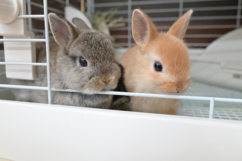 ネザーランドドワーフ No.1351 | うさぎ専門店ラッキーハート