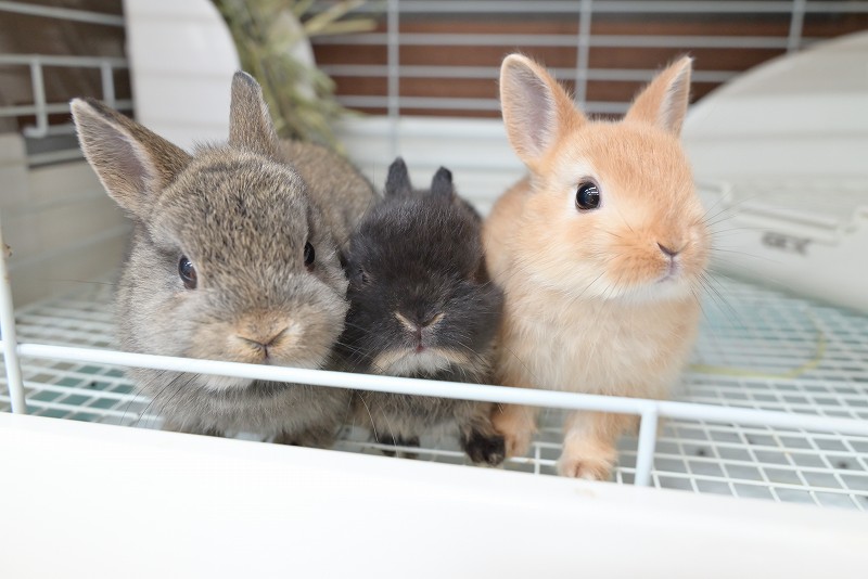 うさぎさん ブリーダー直営うさぎ専門店Lupinus Rabbitry｜小柄な