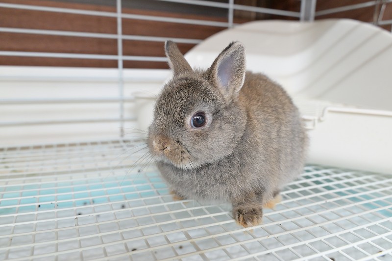 ネザーランドドワーフ No.1351