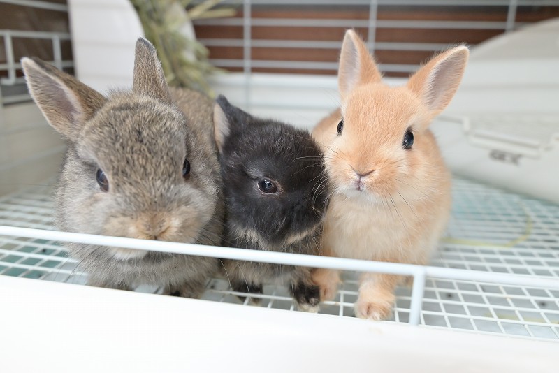 ネザーランドドワーフ No.1352 | うさぎ専門店ラッキーハート- うさぎ