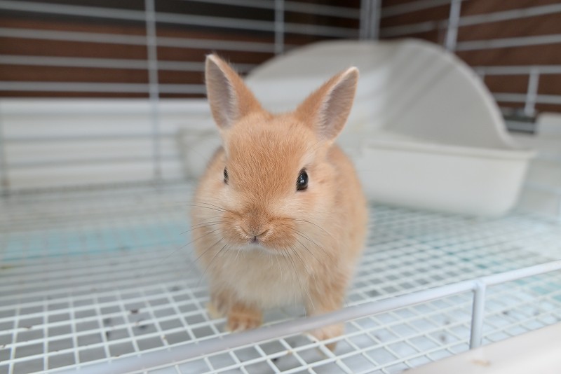 2点セットに変更　ネザーランドドワーフ様 ネザーランドドワーフ