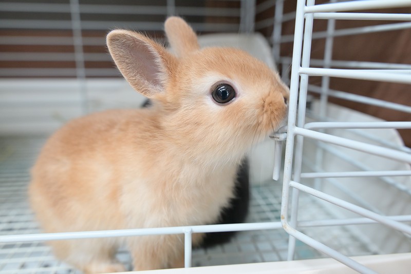 ネザーランドドワーフ No.1352