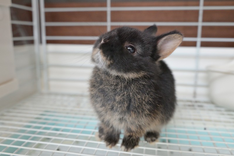 ネザーランドドワーフ No.1353 | うさぎ専門店ラッキーハート
