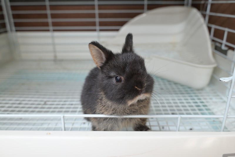 ネザーランドドワーフ No.1353 | うさぎ専門店ラッキーハート- うさぎ