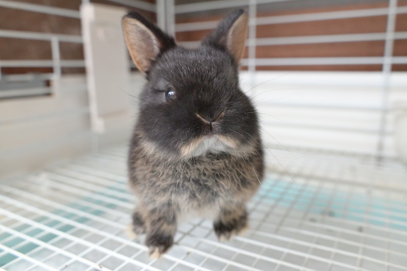 兎 WMNS Air Jordan 1 MM Low V3 – 'Neutral Grey/Metallic Silver
