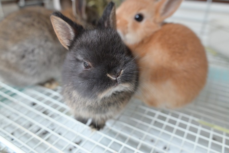 兎 Air Jordan 33 SE 'Guo Ailun' PE CD9561-103