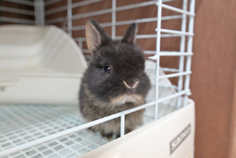 ネザーランドドワーフ No.1353 | うさぎ専門店ラッキーハート