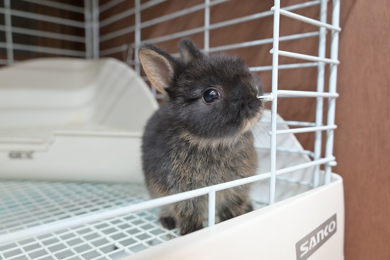 兎 Air Jordan 33 SE 'Guo Ailun' PE CD9561-103