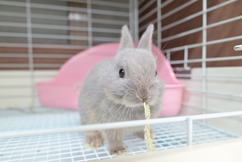 ネザーランドドワーフ No.1355 | うさぎ専門店ラッキーハート