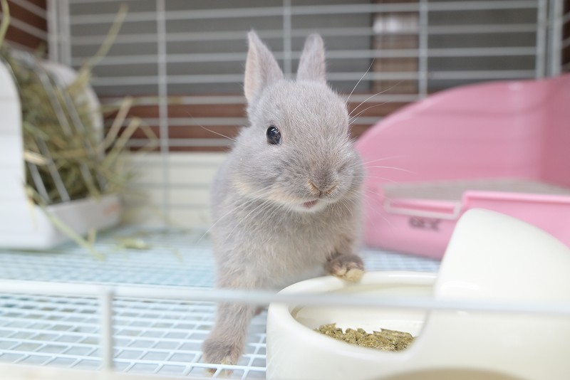 2点セットに変更　ネザーランドドワーフ様 2点セットに変更 ネザーランドドワーフ様 ネザーランドドワーフ