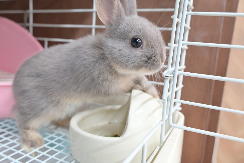 うさぎ 受注商品】ぬいぐるみ・くろいうさぎ | KOESEN (Baby&Kids