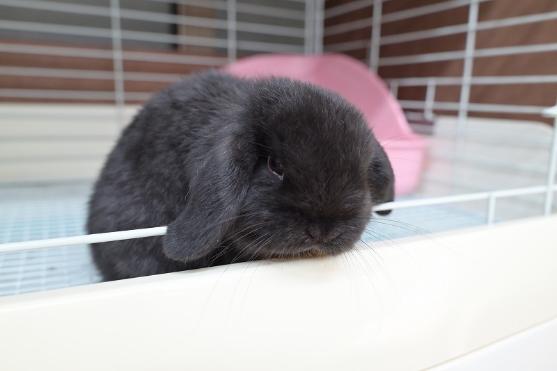 ホーランドロップ No.1356