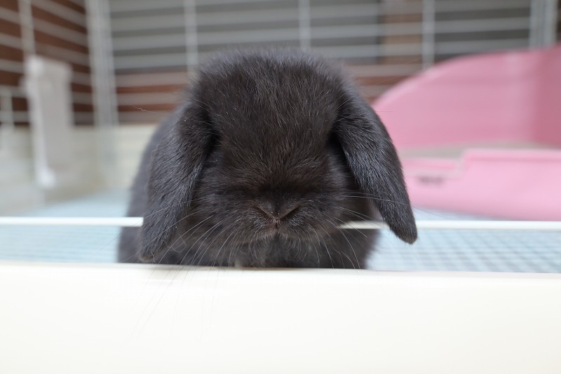 ホーランドロップ No.1356