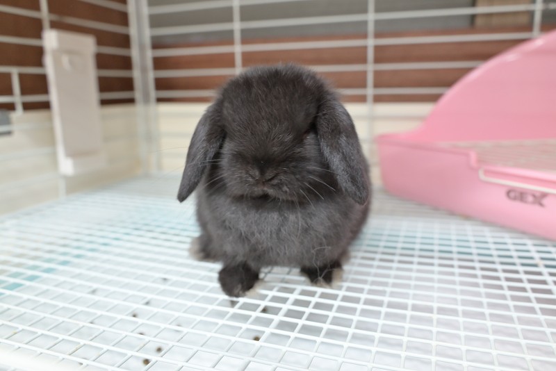 ホーランドロップ No.1356