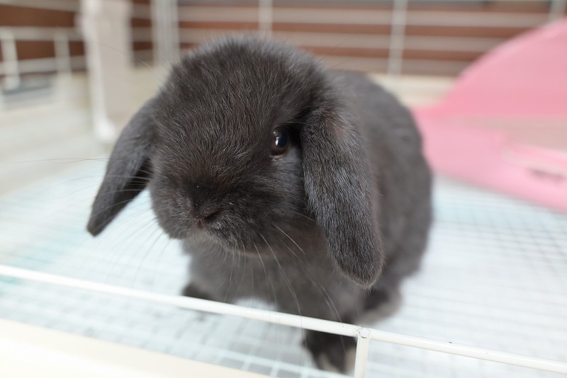 ホーランドロップ No.1356