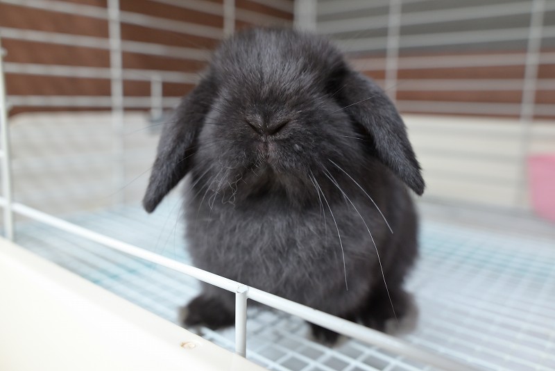 ホーランドロップ No.1356