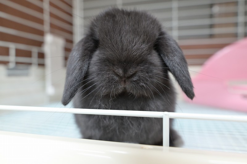 ホーランドロップ No.1356