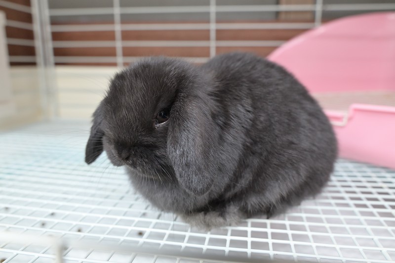 ホーランドロップ No.1356 | うさぎ専門店ラッキーハート