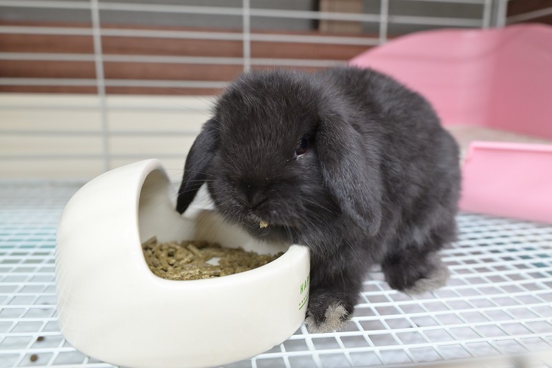 ホーランドロップ No.1356