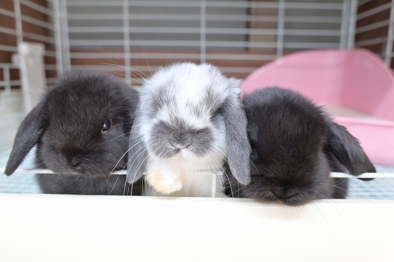 ホーランドロップ No.1356