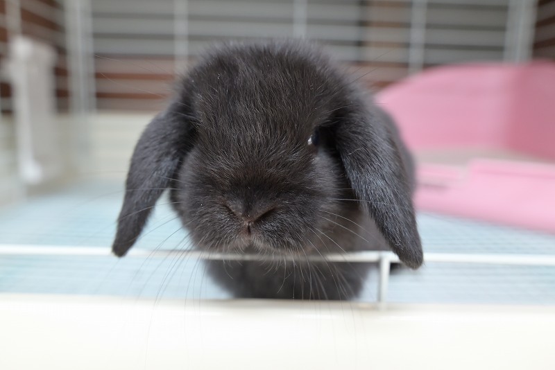 ホーランドロップ No.1356