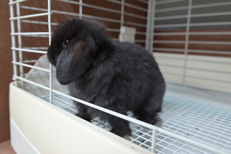 ホーランドロップ No.1356