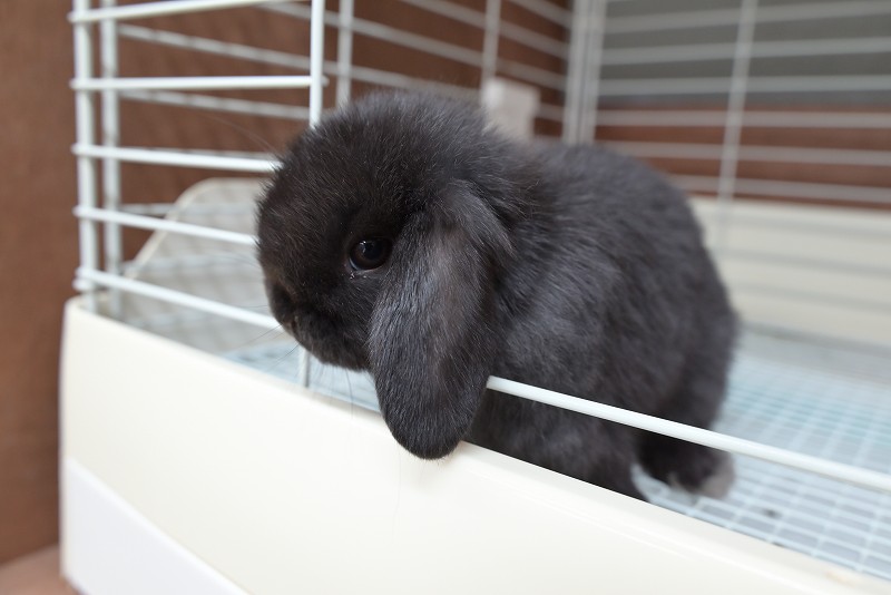 ホーランドロップ No.1356