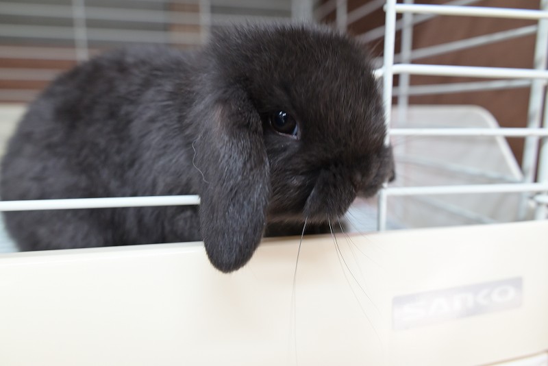 ホーランドロップ No.1356