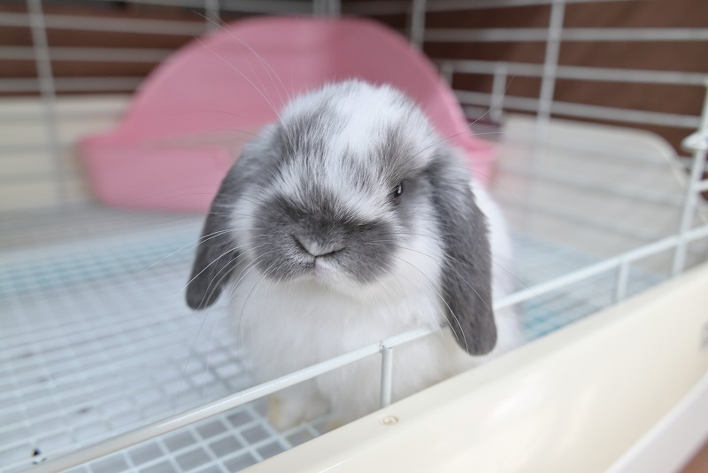 ホーランドロップ No.1357