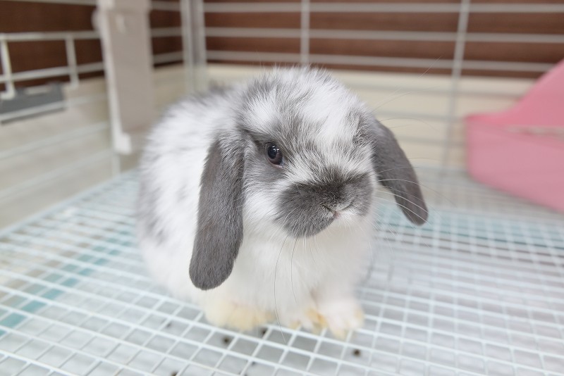 ホーランドロップ No.1357