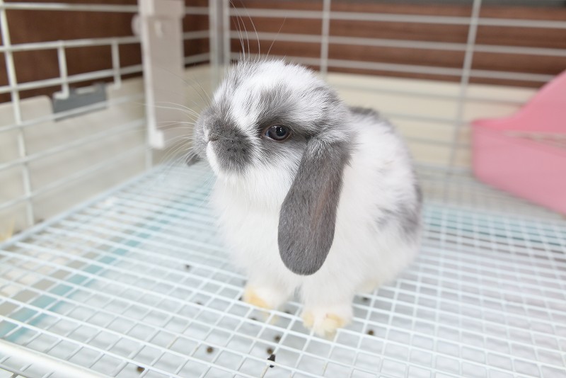 ホーランドロップ No.1357 | うさぎ専門店ラッキーハート