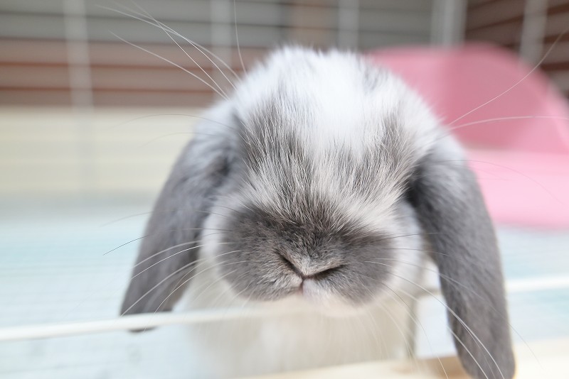 ホーランドロップ No.1357 | うさぎ専門店ラッキーハート