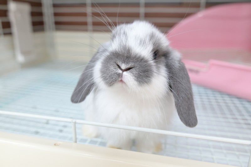 ウサギドロップ maxresdefault.jpg