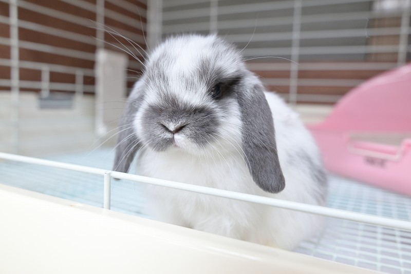 ホーランドロップ No.1357