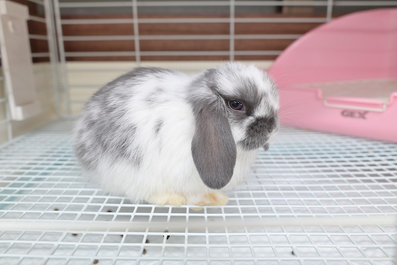 ホーランドロップ No.1357