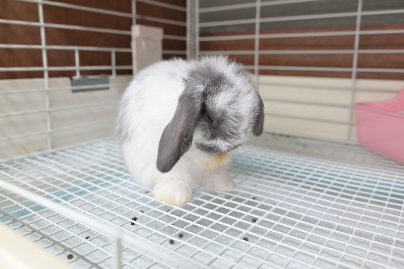 ホーランドロップ No.1357