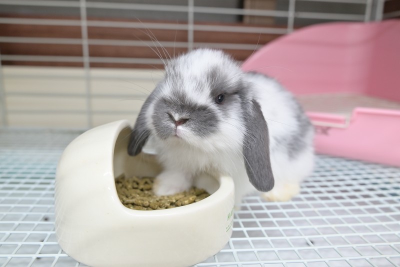 ホーランドロップ No.1357