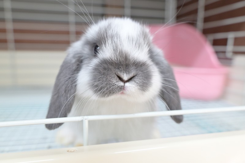 ホーランドロップ No.1357