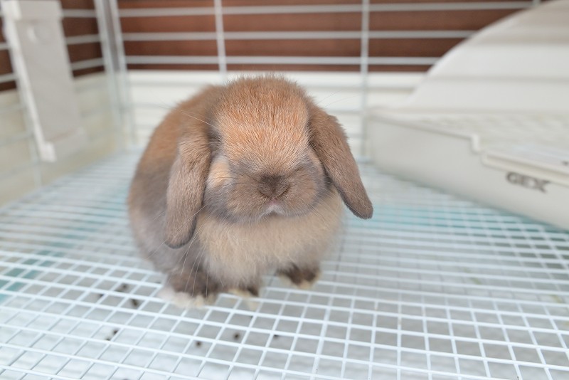 ホーランドロップ No.1358