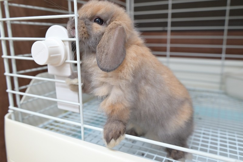 ホーランドロップ No.1358