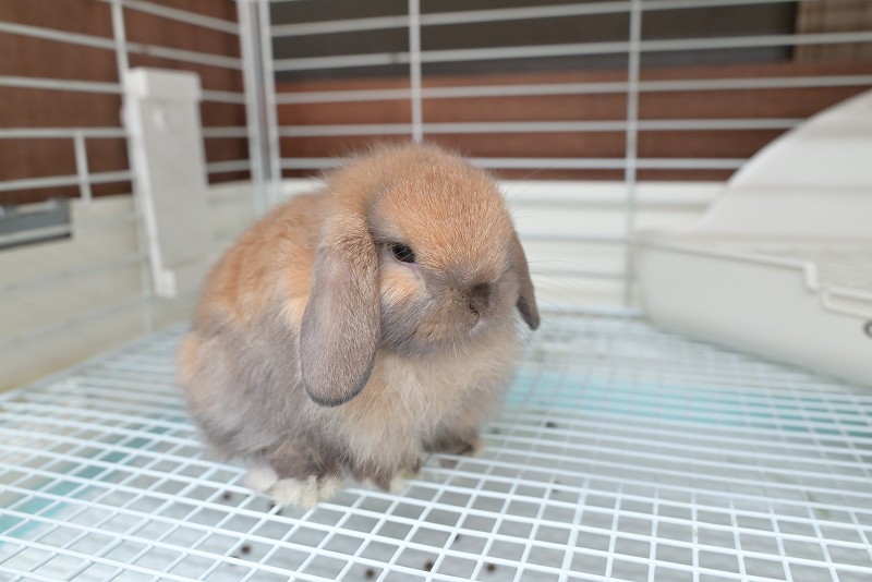 ホーランドロップ No.1358