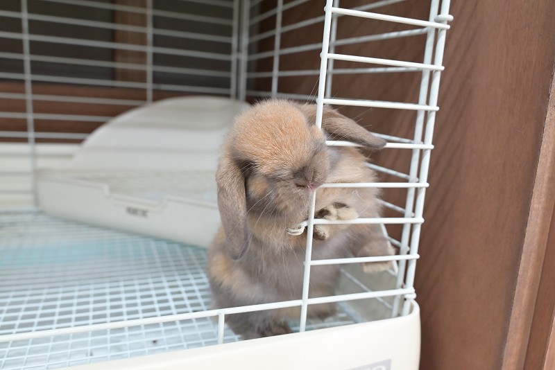 ホーランドロップ No.1358