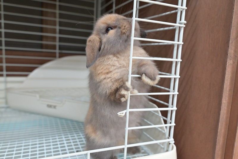 うさぎハート ネザーランドドワーフ No.1275 | うさぎ専門店ラッキーハート