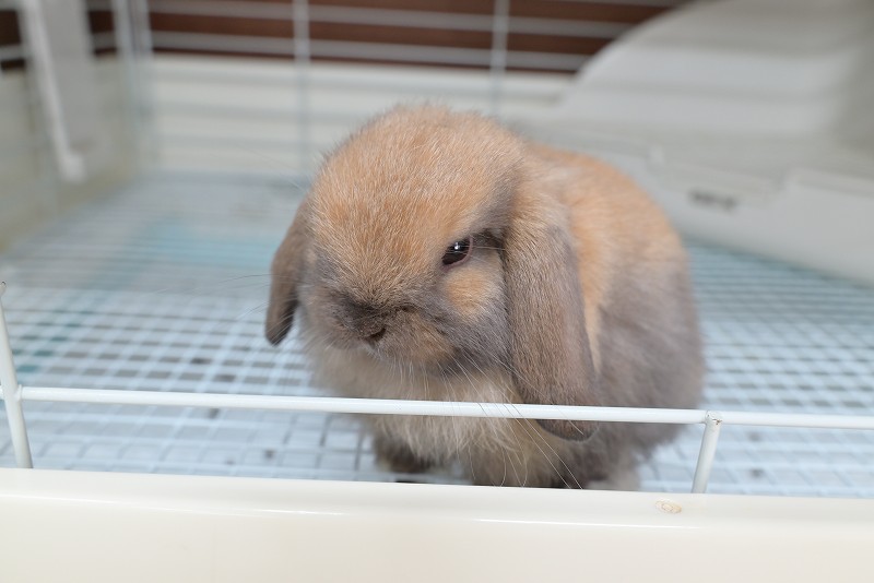 ホーランドロップ No.1358